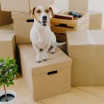 easy-tips-to-ensure-ease-of-your-pets-while-moving-to-gujarat