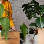 easy-to-follow-plants-moving-tips-to-let-them-be-moved-easily