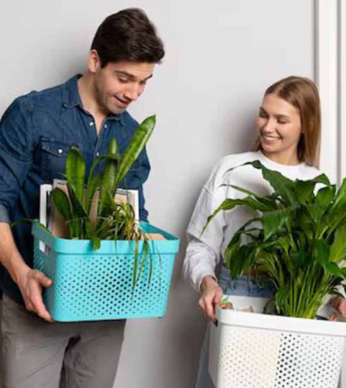 3-plant-moving-tips-to-make-the-trip-comfortable-for-plants