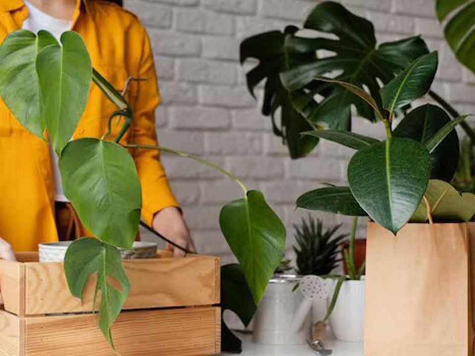 move-your-plants-safely-from-bangalore-using-these-smart-plants-self-moving-tips