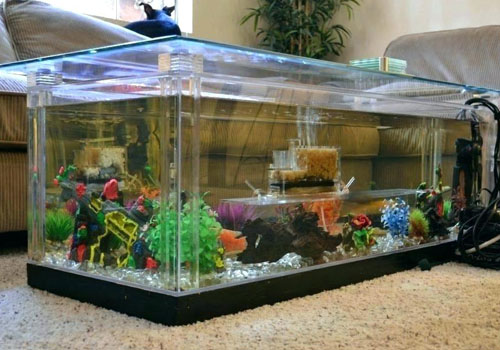 FISH TANK IN A NEW HOME