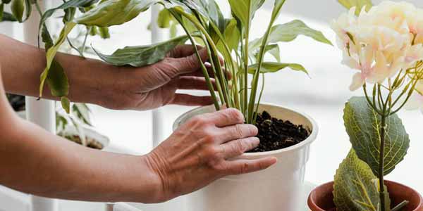 Invest in indoor plants