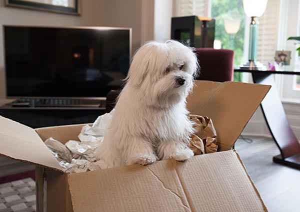 Keeping Your Pets Safe during Relocation