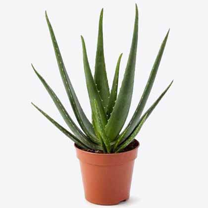 Aloe vera