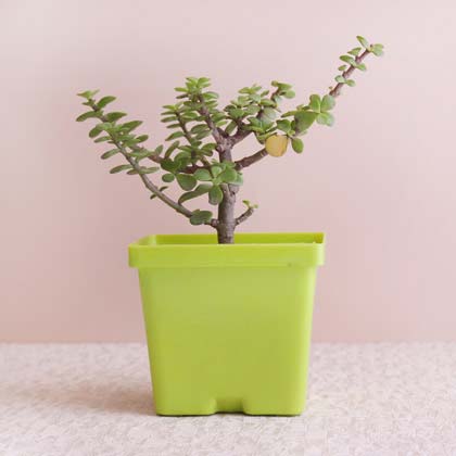 Jade plant