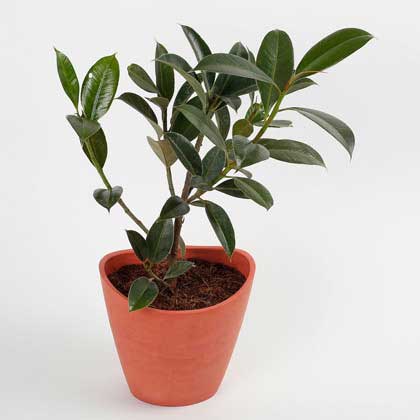 Rubber plant