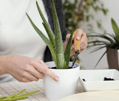 Vastu Plants for Home