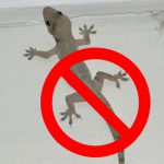 Get Rid Of Lizards At Home