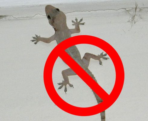 Get Rid Of Lizards At Home