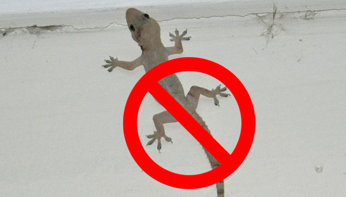Get Rid Of Lizards At Home