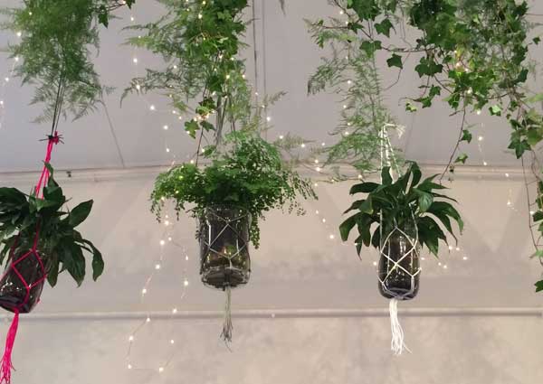 Fairy lights on plants