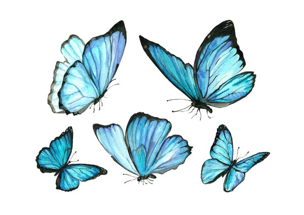 Butterflies