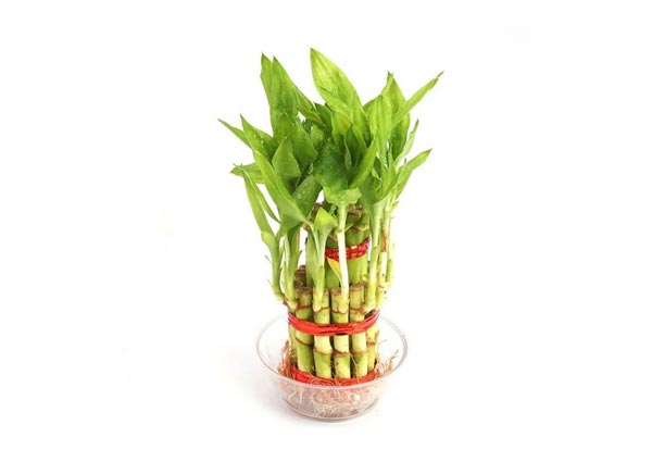 Lucky bamboo