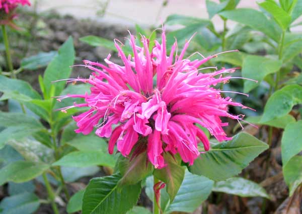 Bee balm