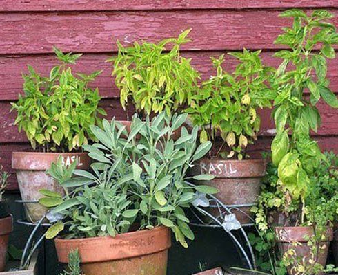 Best Mosquito Repellent Plants