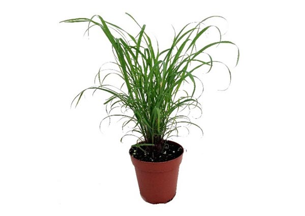 Citronella