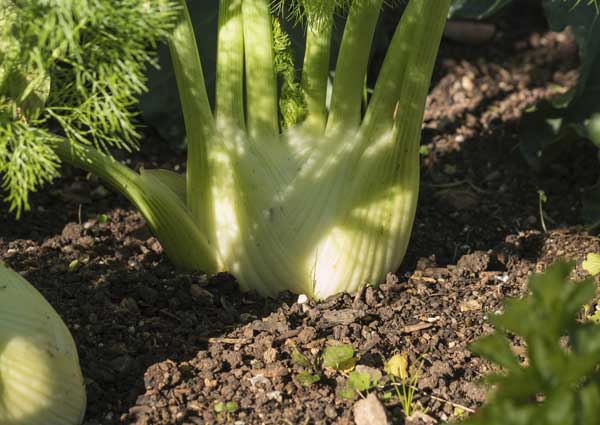 Fennel