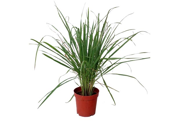 Lemon grass