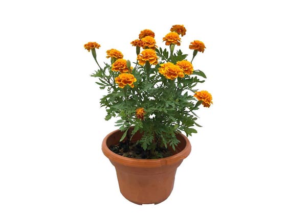 Marigold