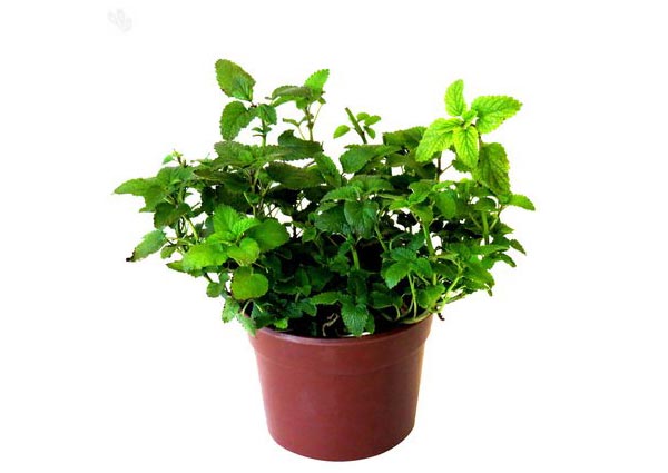 Oregano