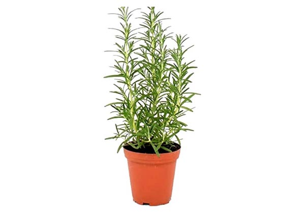 Rosemary