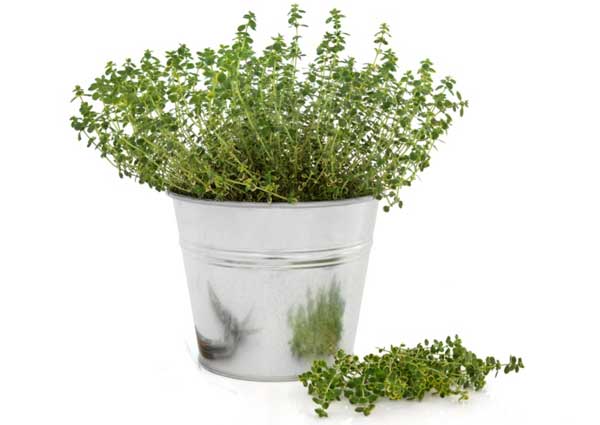 Thyme