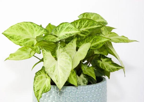 Arrowhead plant