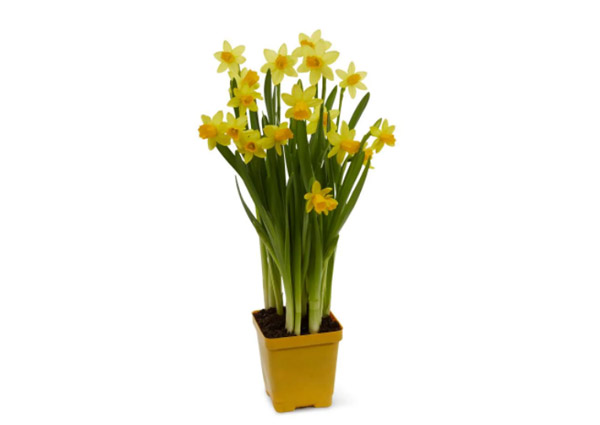 Daffodil