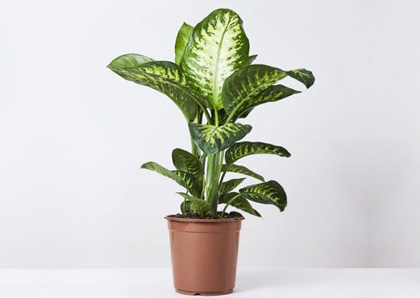 Dieffenbachia