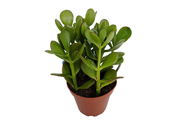 Jade plant