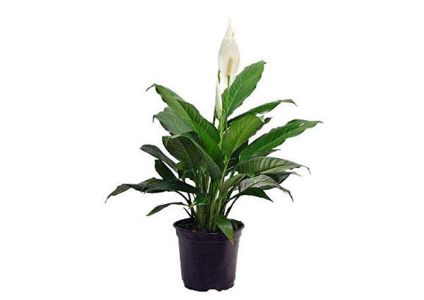 Peace lily