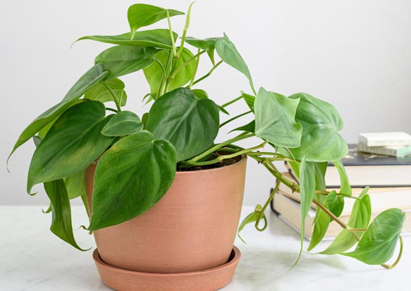 Philodendron