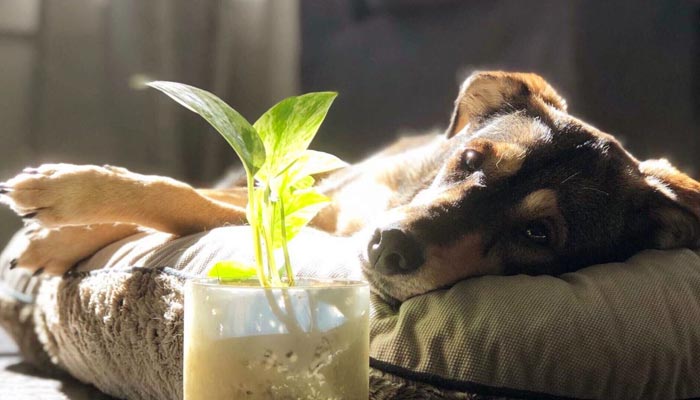 10 Poisonous House Plants Dangerous for Children and Pets