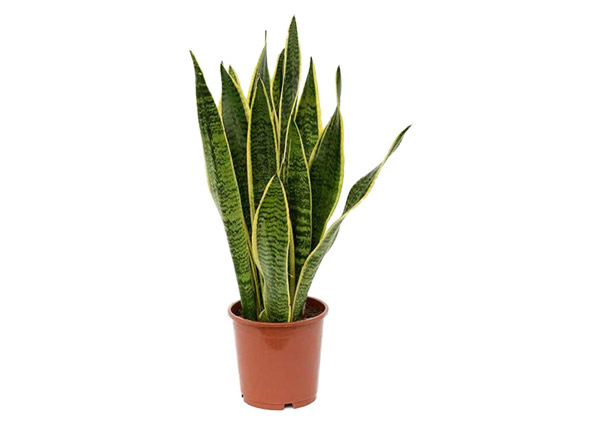 Snake plant