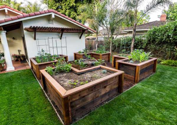Backyard Home Gardening Tips for Beginners