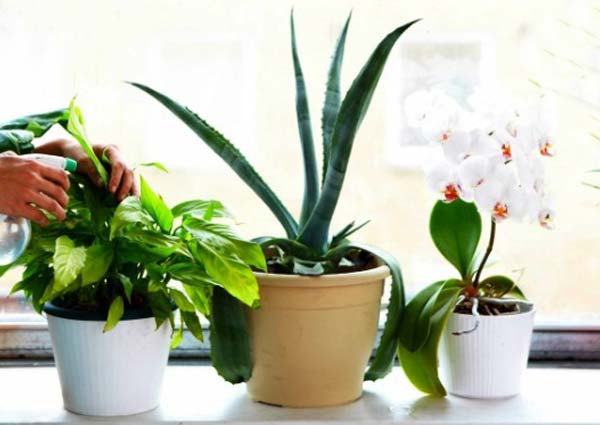 Beginners’ Guide to Indoor Home Gardening