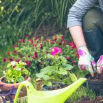 Best Home Gardening Tips for Beginners in India