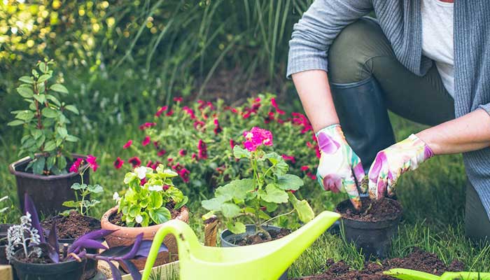 Best Home Gardening Tips for Beginners in India!