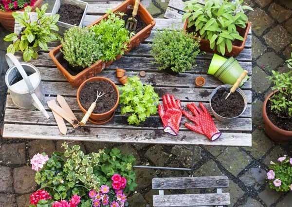Essential Tools for Home Gardening
