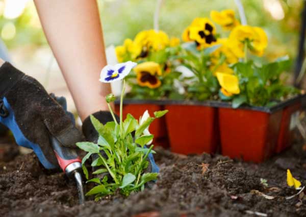Home Gardening Introduction