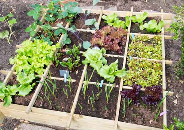 How to Pick the Right Spot for Home Garden