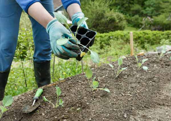 Prepare plant beds