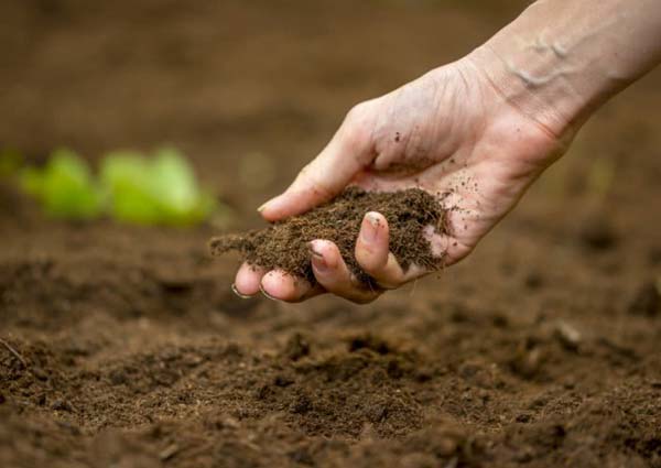Prepare the garden soil