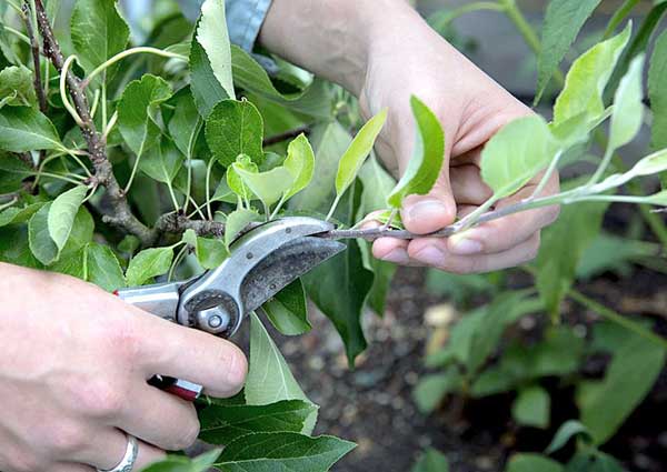 Pruning