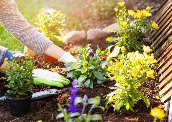 Terrace Gardening Tips for Beginners