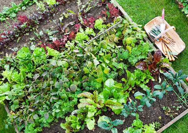 Try vegetable gardening