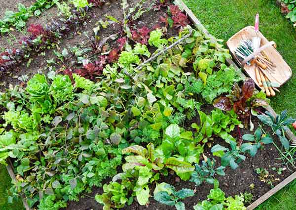 Best Home Gardening Tips for Beginners in India! - The Packers Movers -  Official Blog