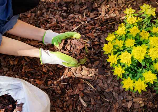 Use mulch for gardening