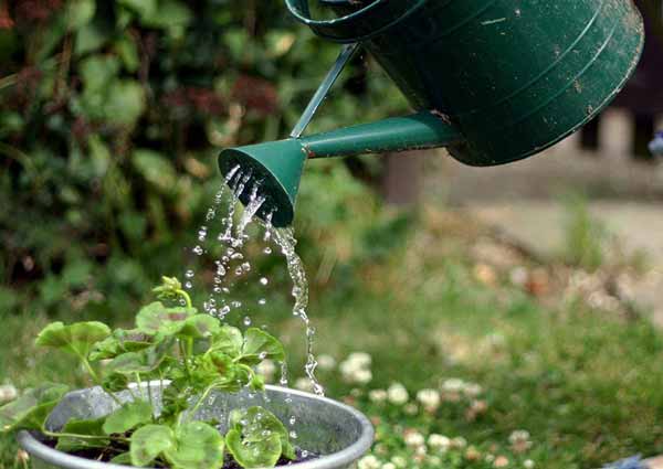 Water your plants