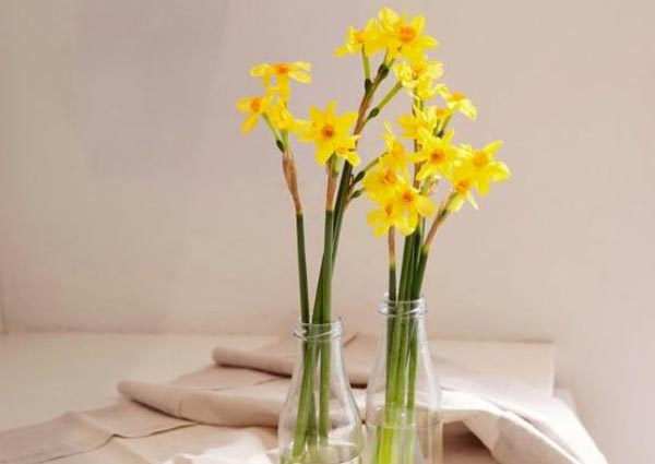 Daffodils